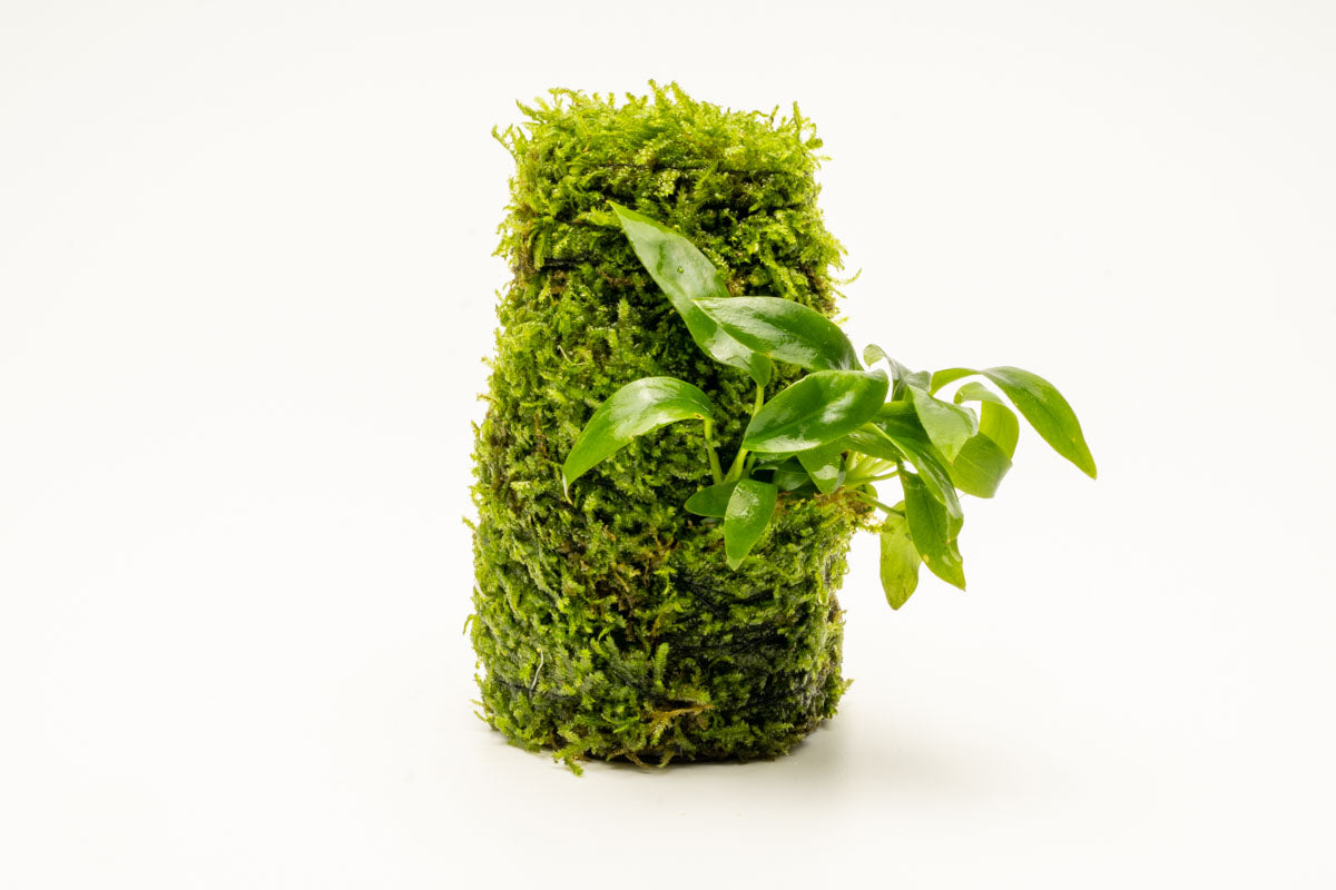Live Aquarium Plant Decor product image 2