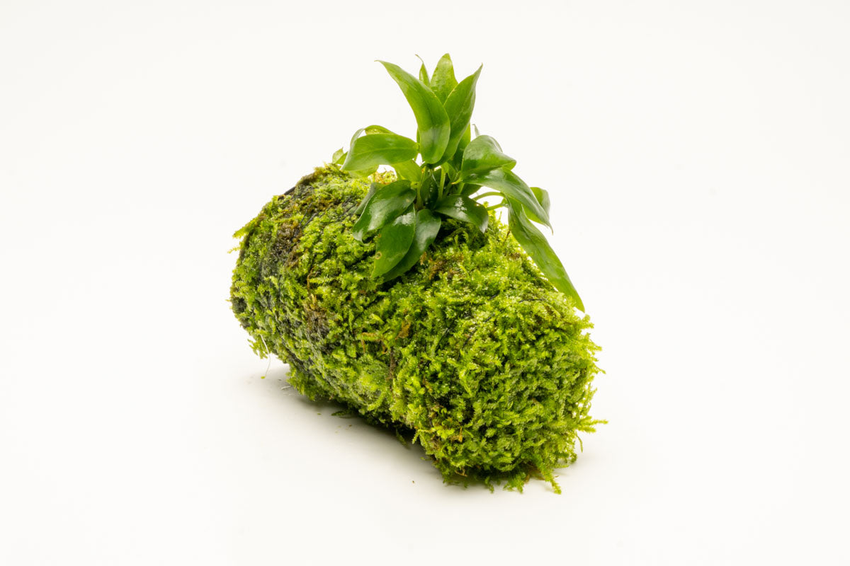 Live Aquarium Plant Decor product image 3