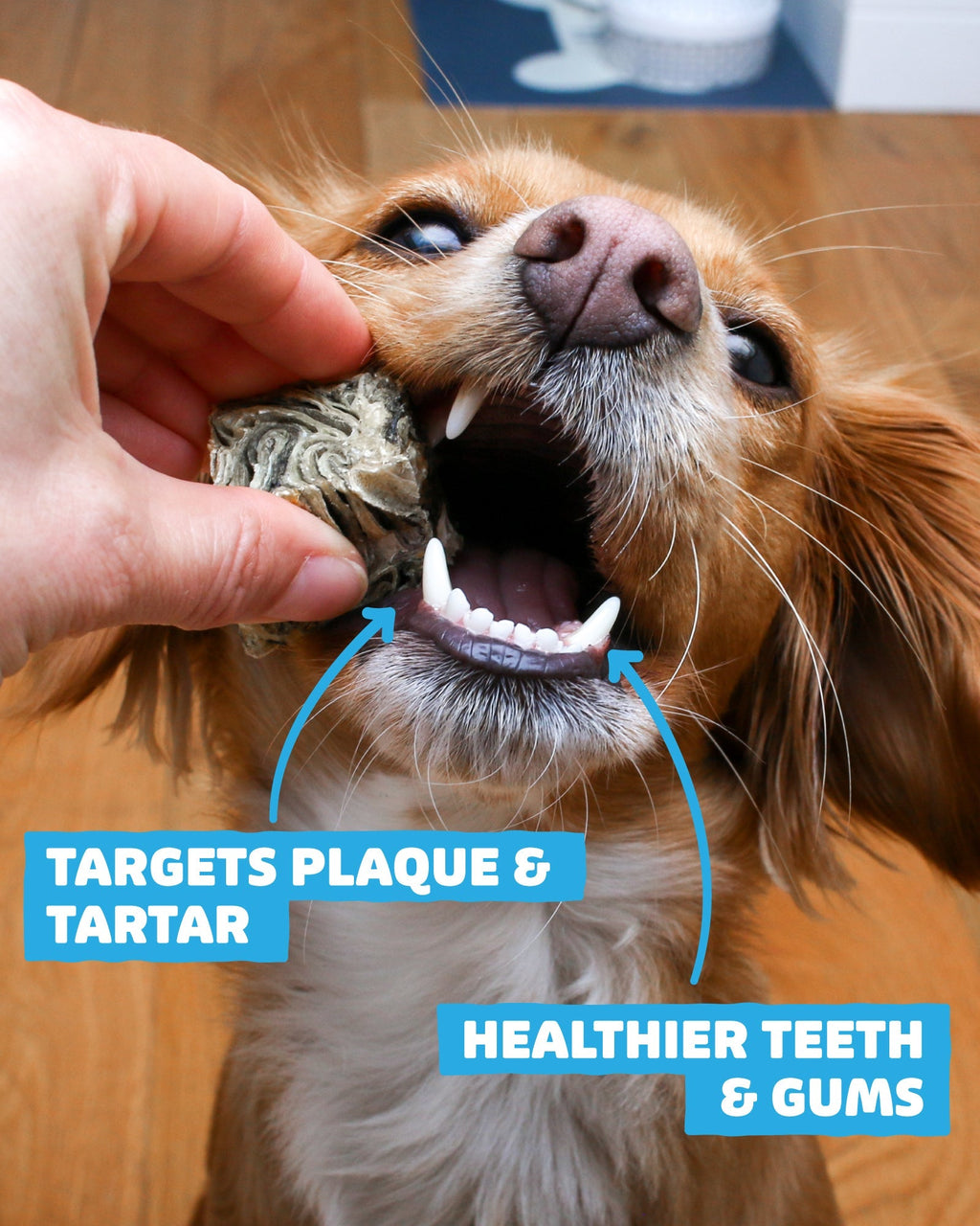 Dog Dental Treat Bundle product image 2
