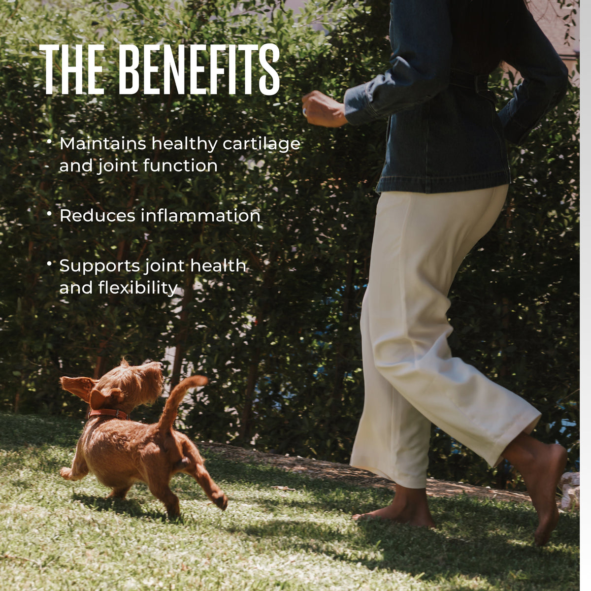 Dog Joint Mobility Soft Chews product image 3