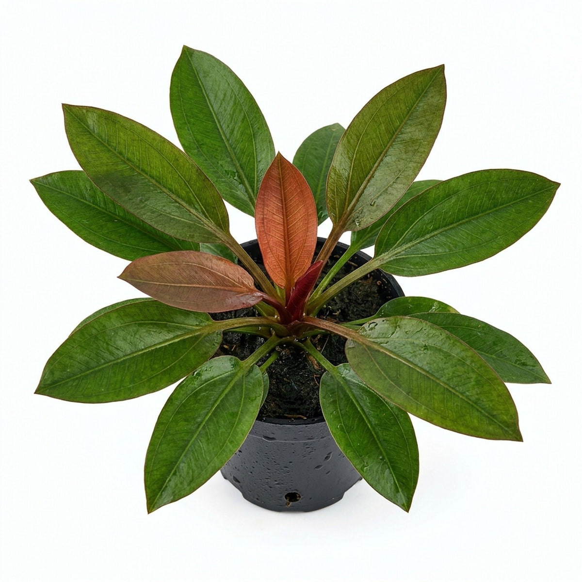 Live Aquarium Plant product image 1