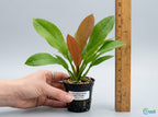 Live Aquarium Plant product image 4
