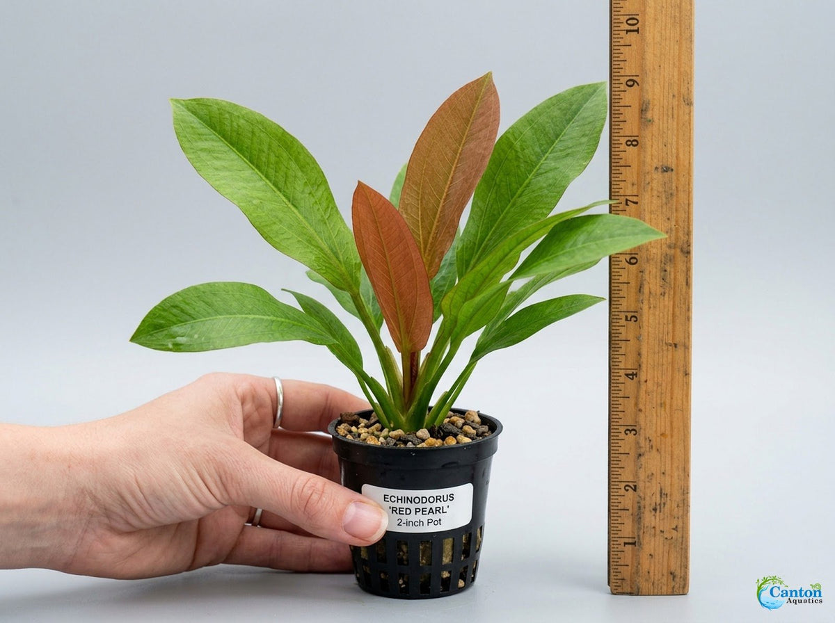 Live Aquarium Plant product image 4