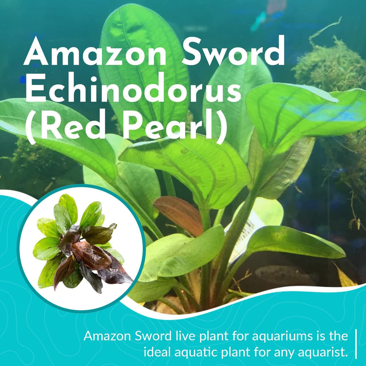 Live Aquarium Plant product image 5