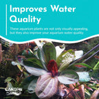 Live Aquarium Plant product image 7