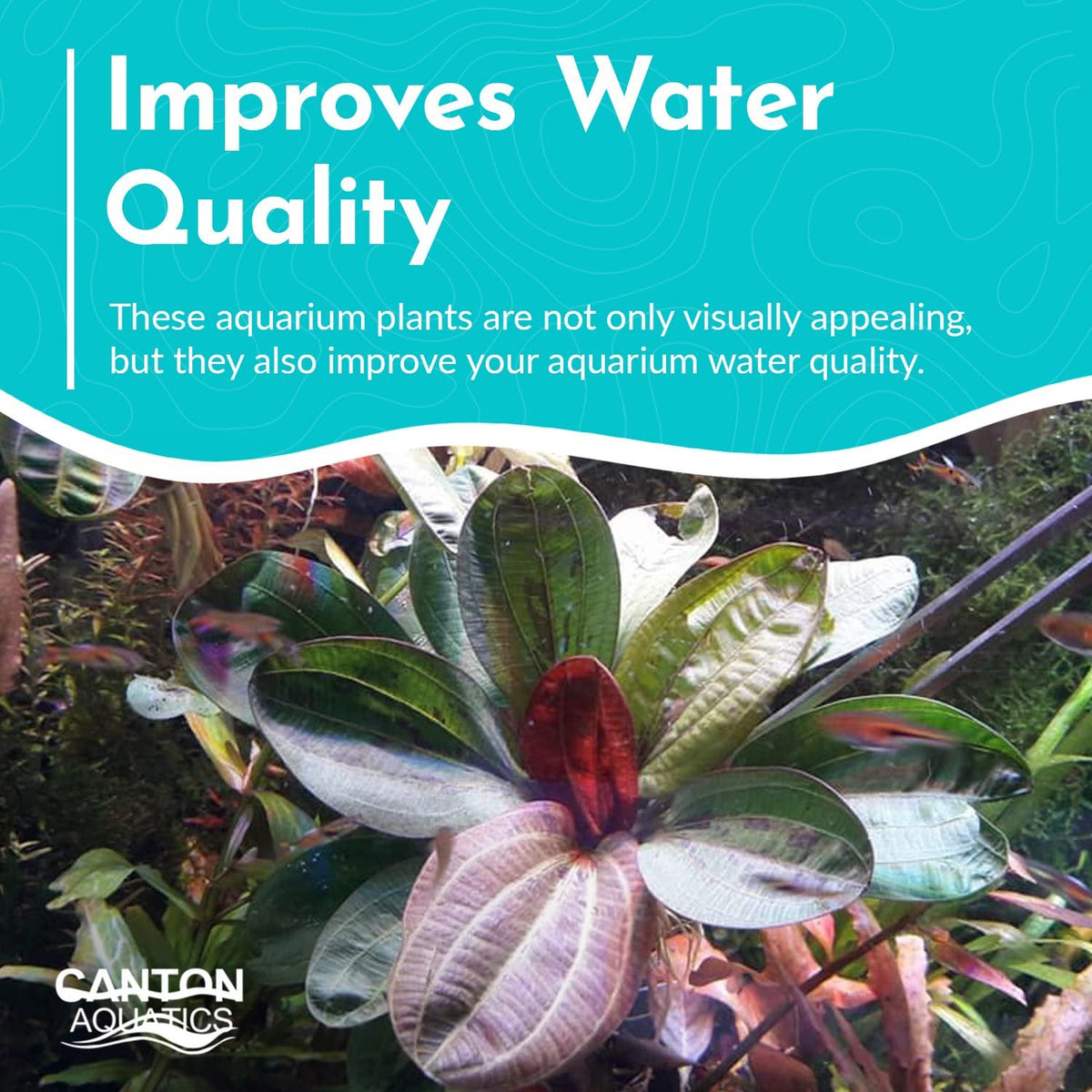 Live Aquarium Plant product image 7