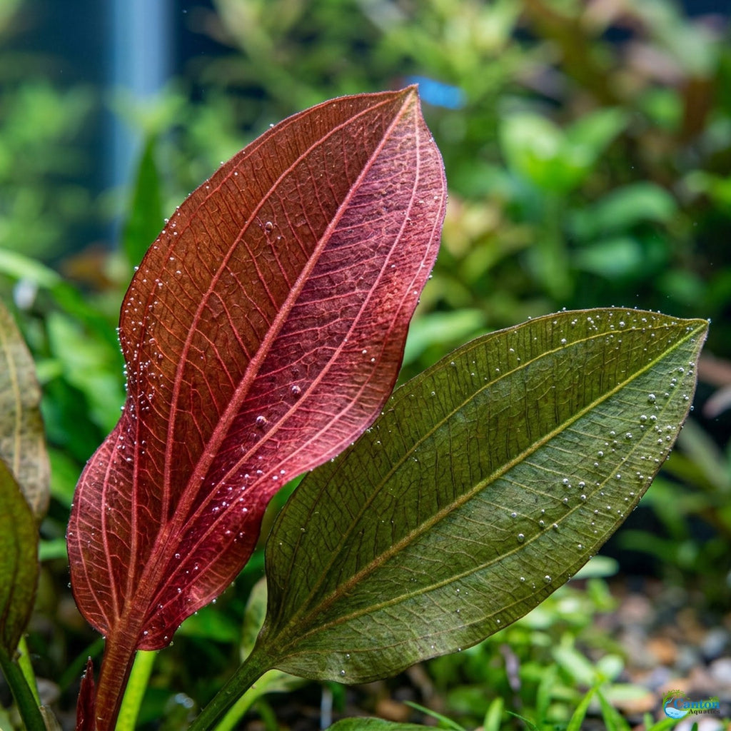 Live Aquarium Plant product image 8