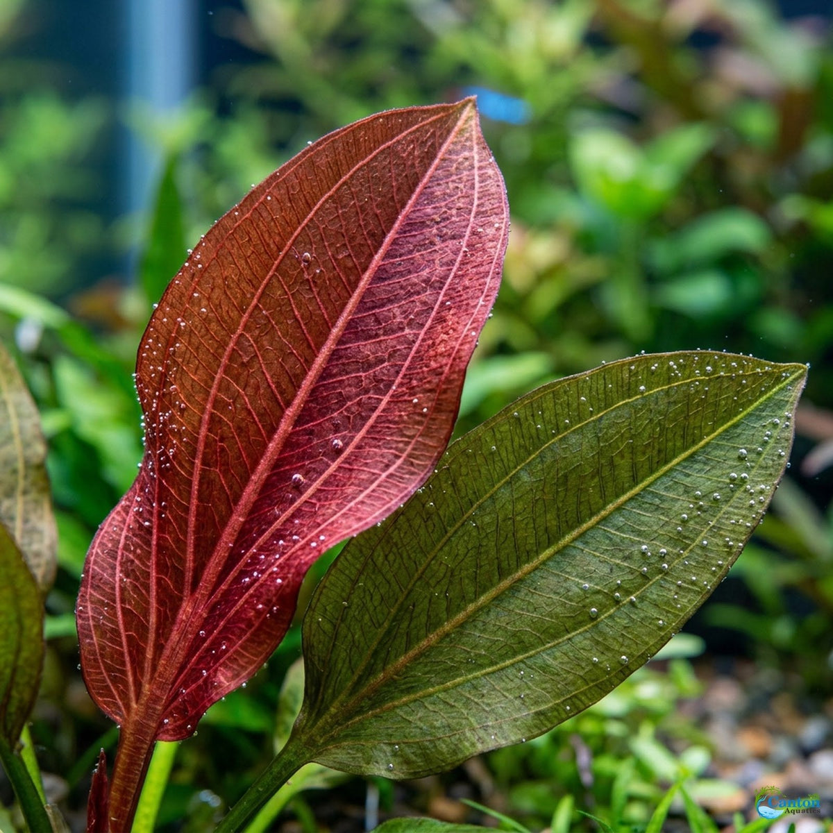 Live Aquarium Plant product image 8