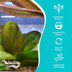 Live Aquarium Plant product image 9