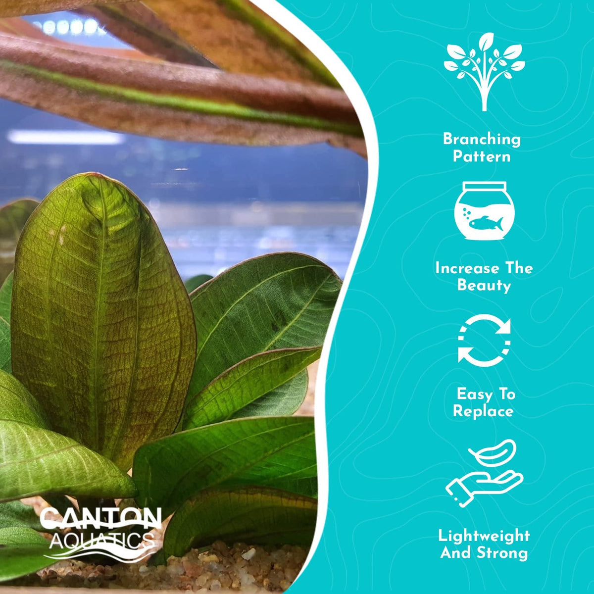 Live Aquarium Plant product image 9