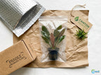 Live Aquarium Plant product image 10
