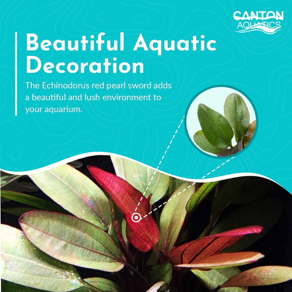 Live Aquarium Plant product image 11