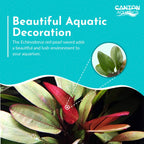 Live Aquarium Plant product image 11