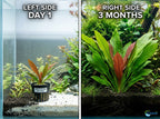 Live Aquarium Plant product image 12