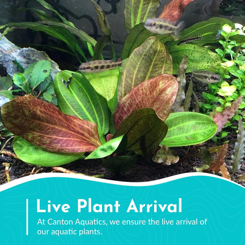 Live Aquarium Plant product image 13