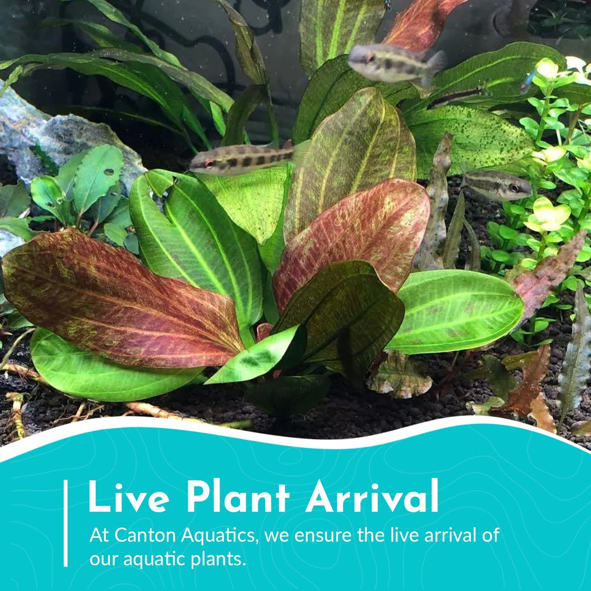 Live Aquarium Plant product image 13