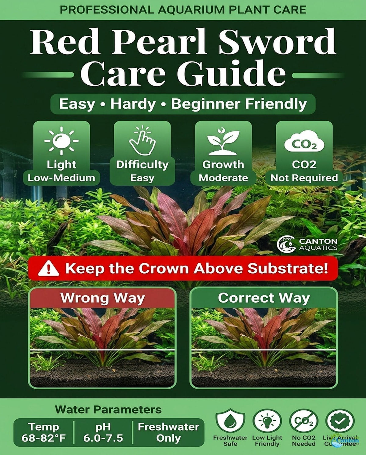 Live Aquarium Plant product image 14
