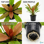 Live Aquarium Plant product image 15