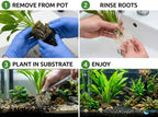 Live Aquarium Plant product image 16