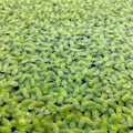 Aquarium Plant product image 1