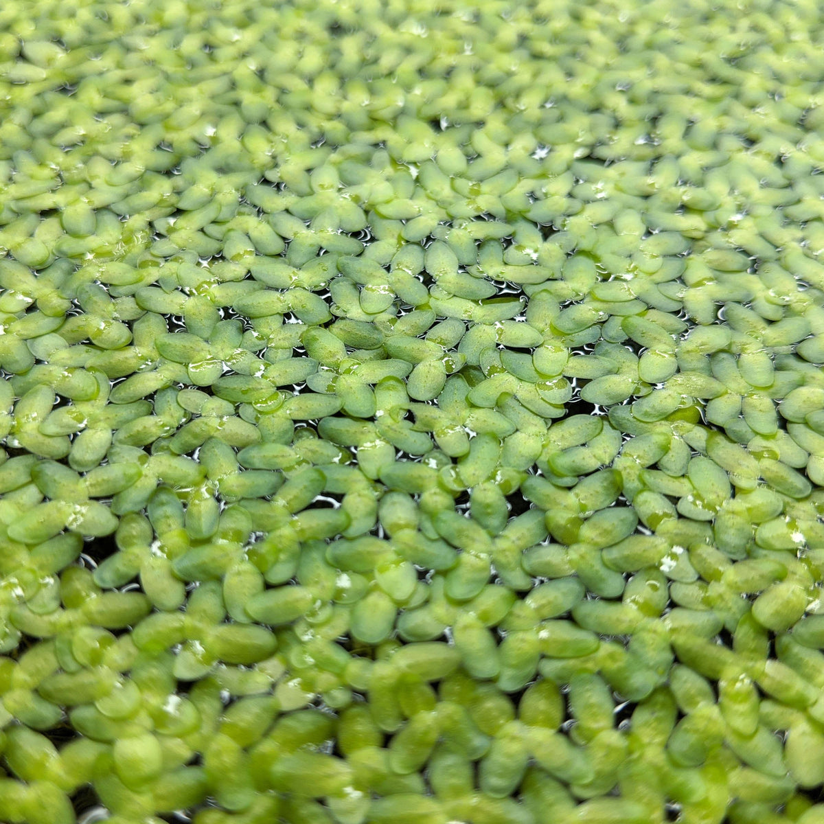 Aquarium Plant product image 1