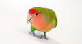 Peach-Faced Lovebird product image 1