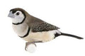 Owl Finch product image 1