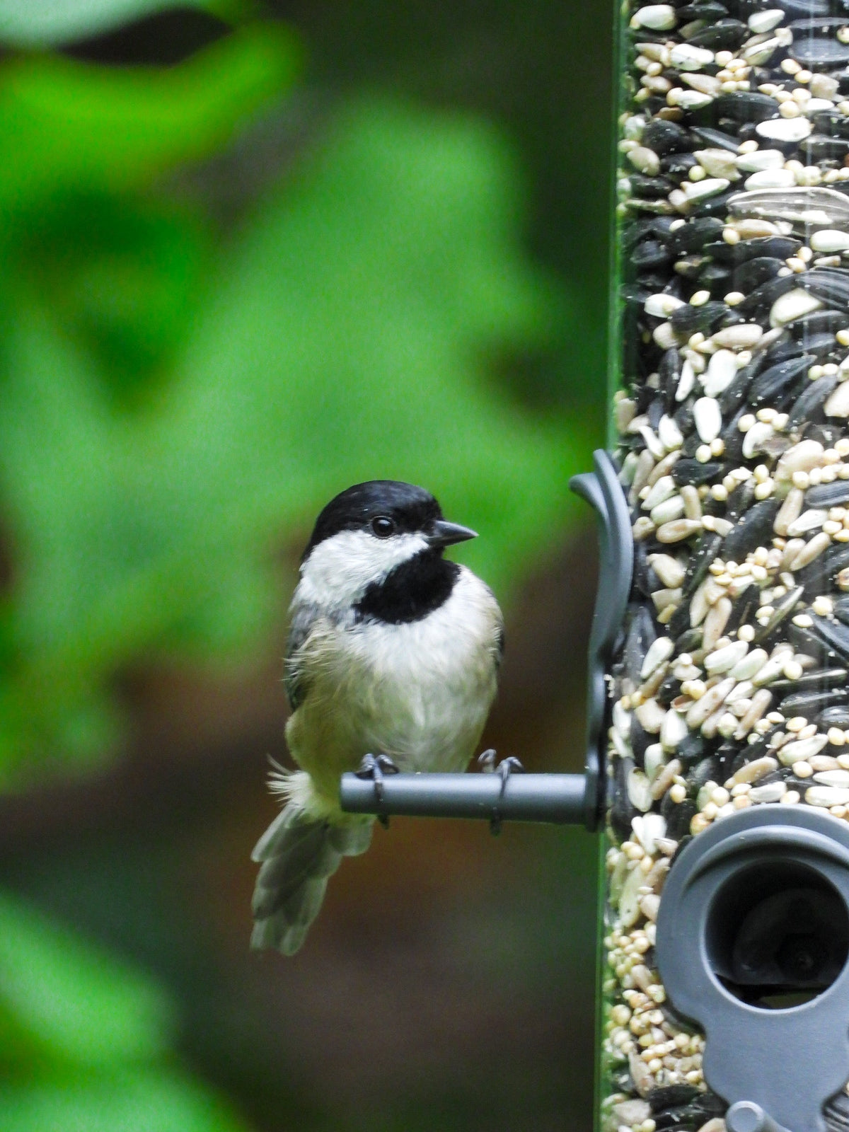 Wild Bird Food product image 2
