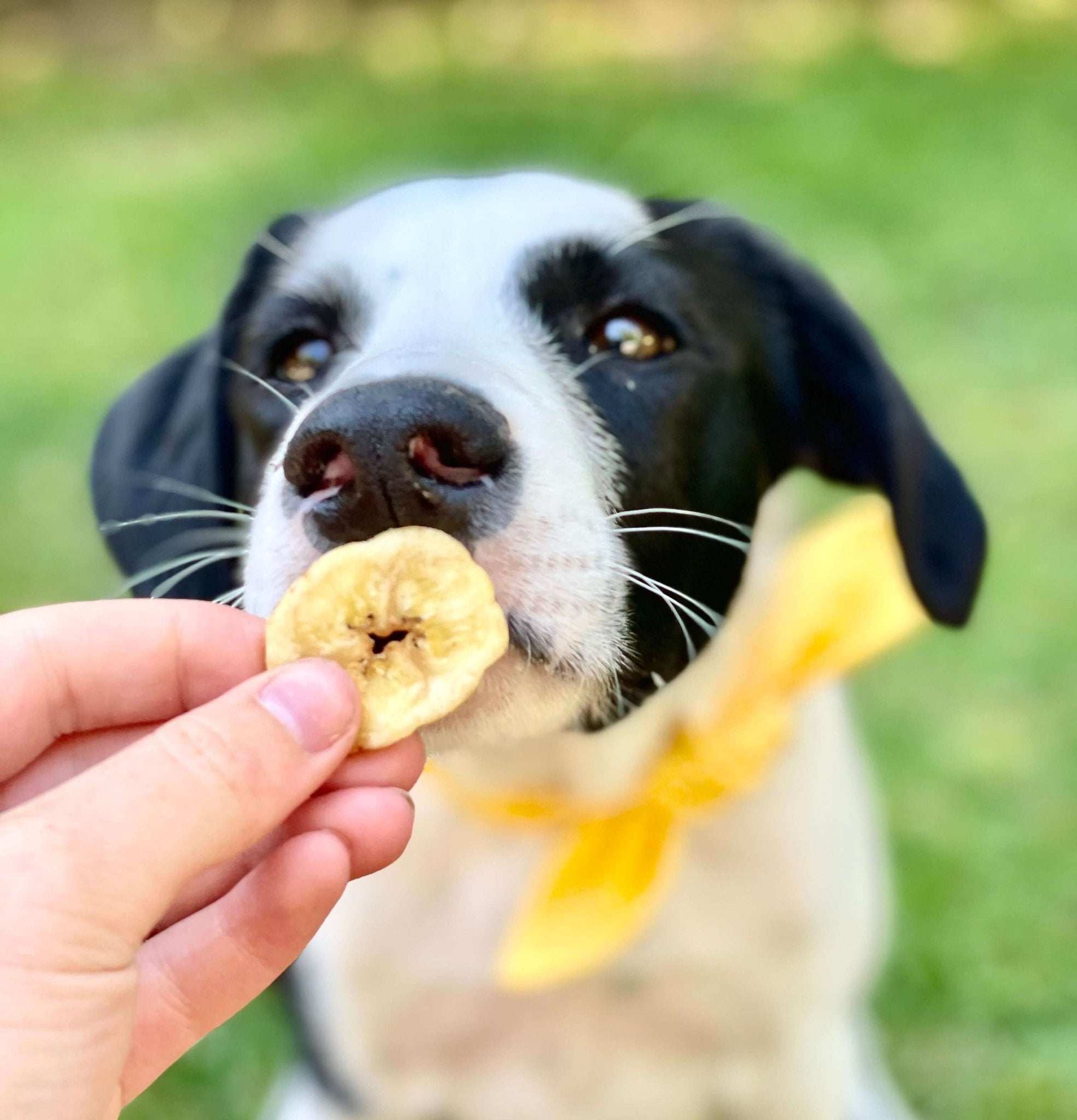 Dog Treats product image 4