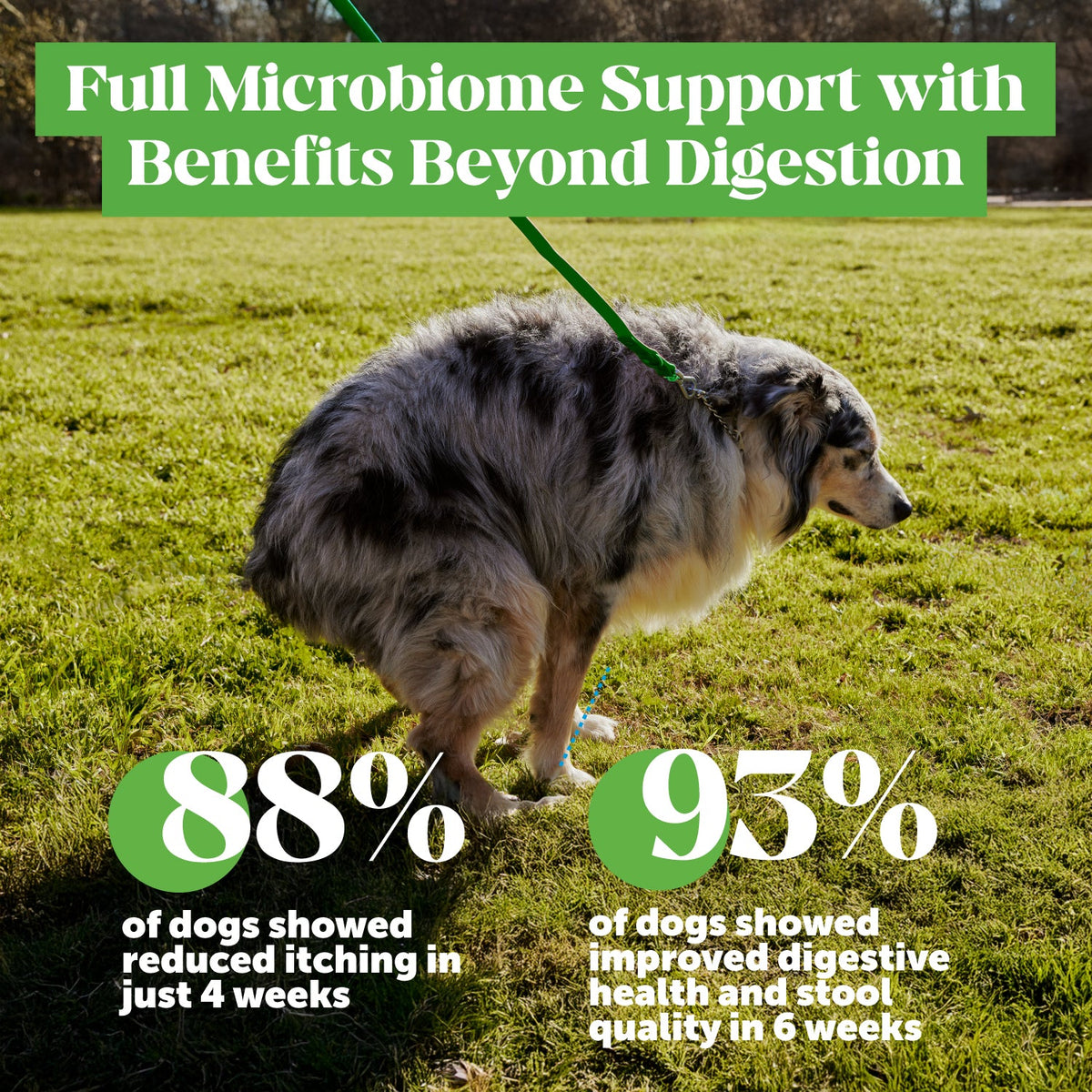 Dog Probiotic Chews product image 6
