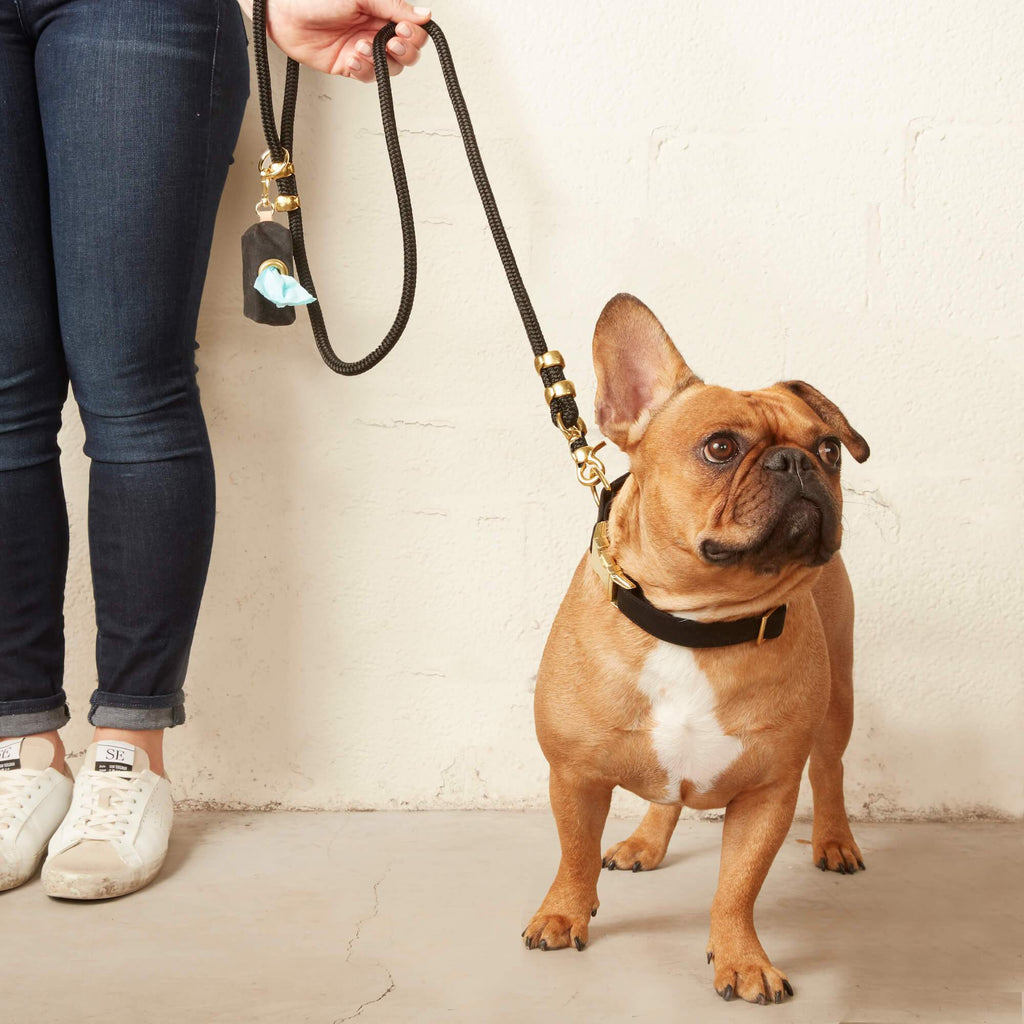 Dog Collar Walk Set product image 4