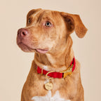 Dog Walk Set product image 5