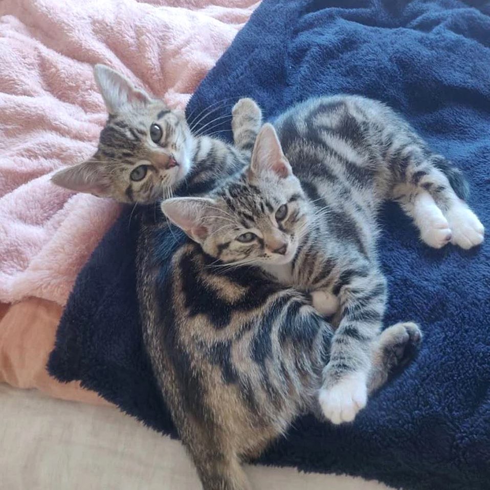 Fleece Blanket product image 1