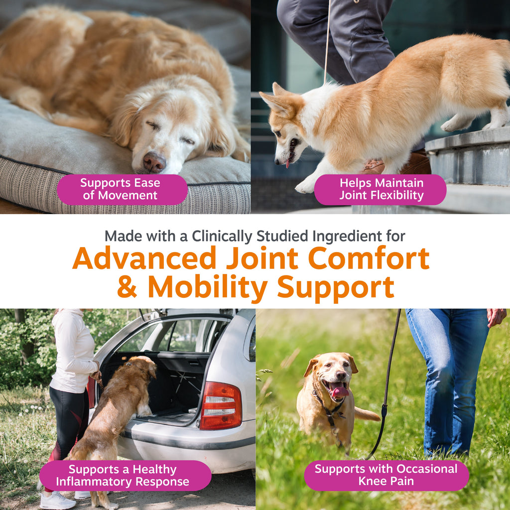 Dog Hip and Joint Soft Chews product image 3