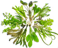 Live Aquarium Plants product image 1