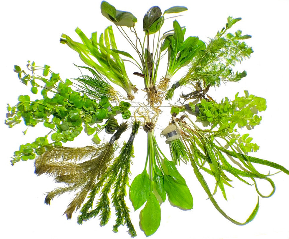 Live Aquarium Plants product image 1