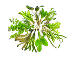 Live Aquarium Plants product image 3