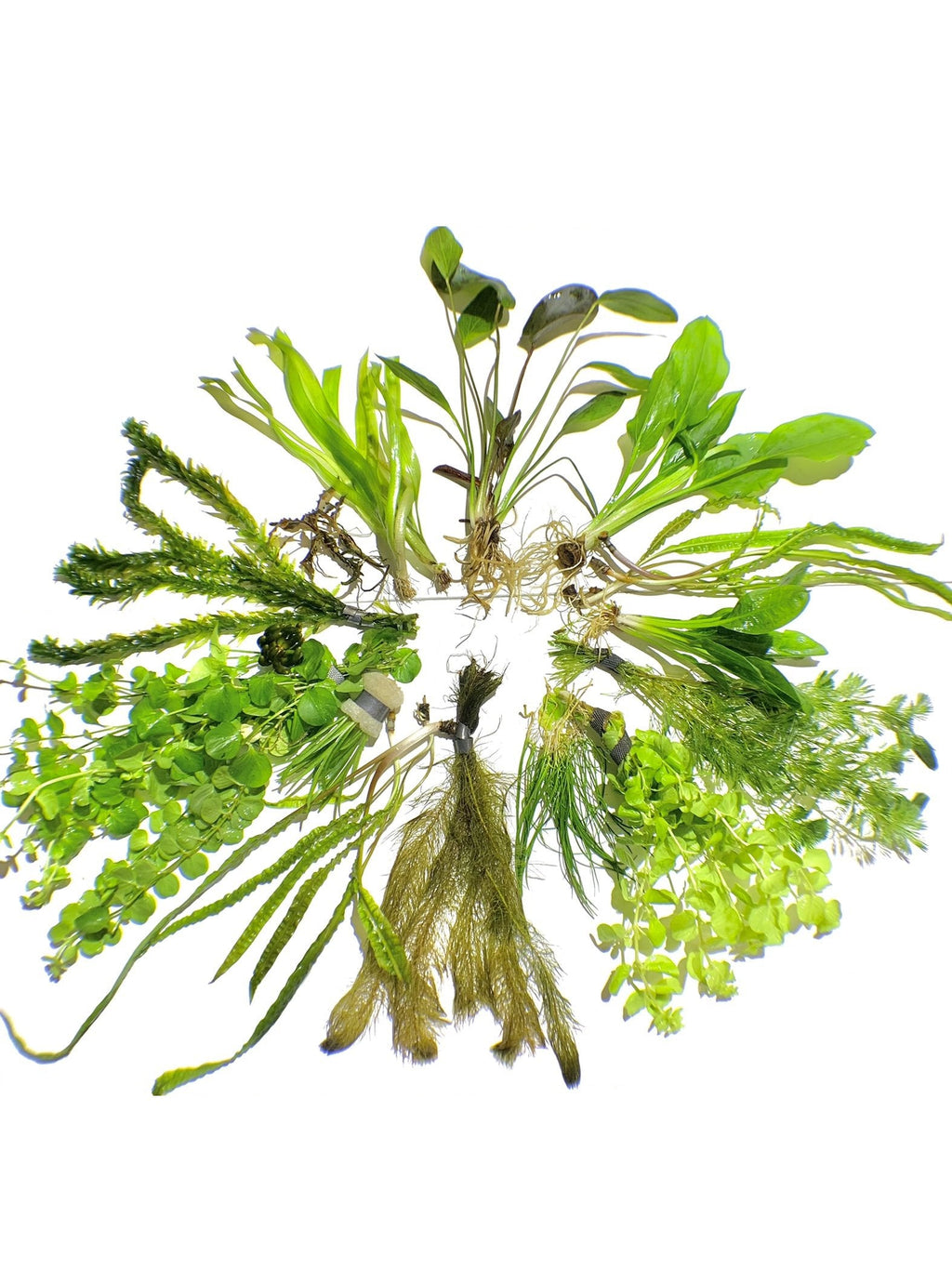 Aquatic Plants product image 1