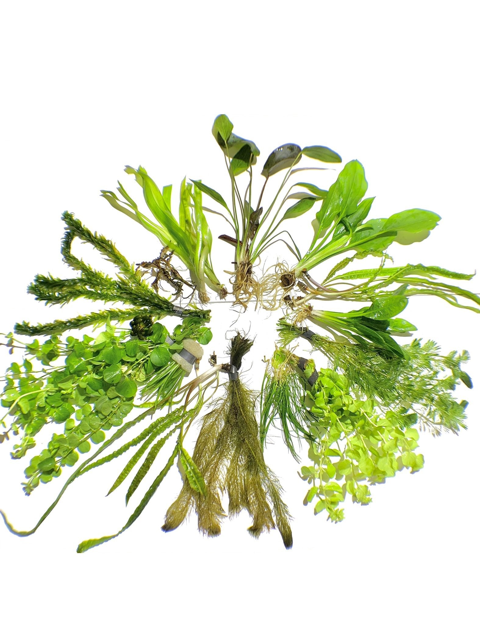 Aquatic Plants product image 1