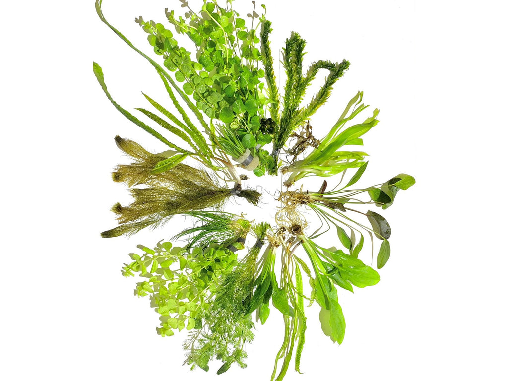 Aquatic Plants product image 2