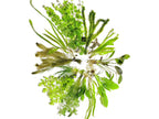 Aquatic Plants product image 2