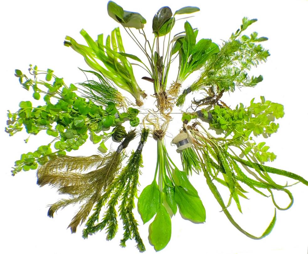 Aquatic Plants product image 3
