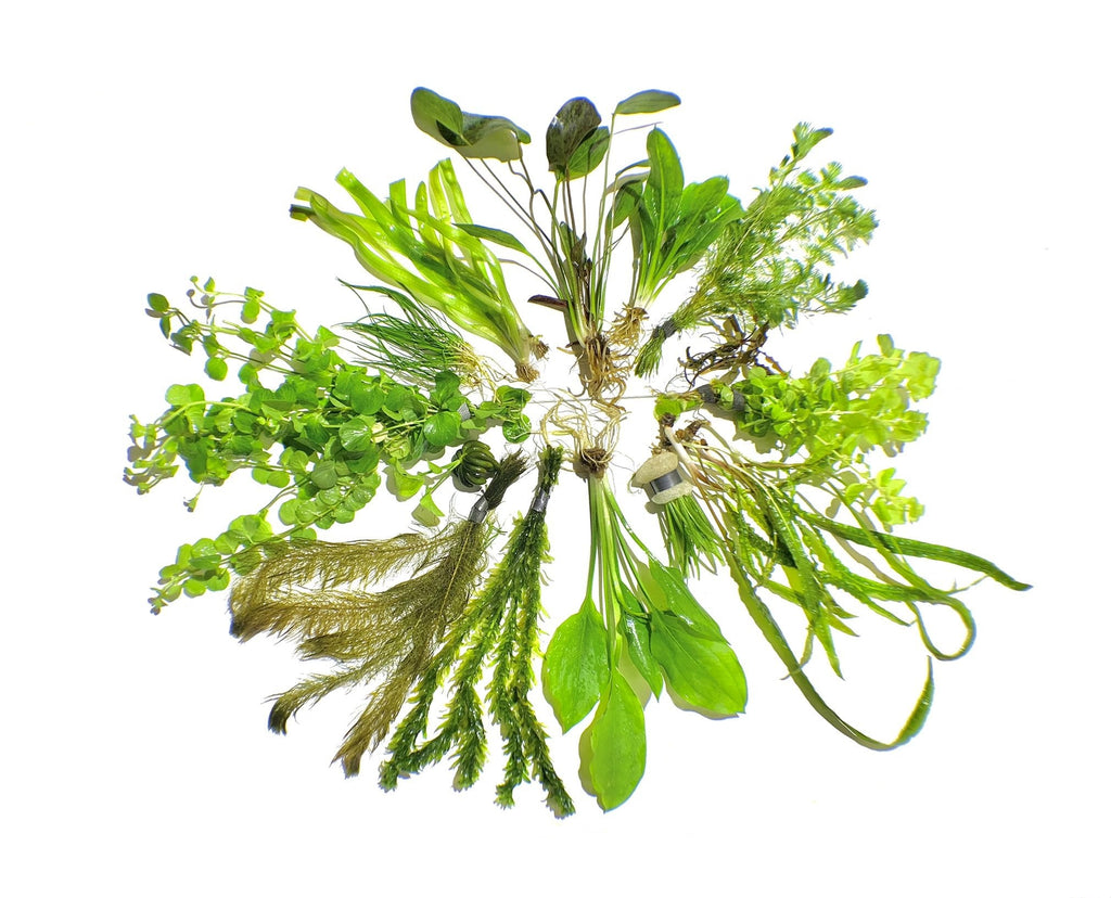 Aquatic Plants product image 4