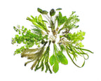 Aquatic Plants product image 4