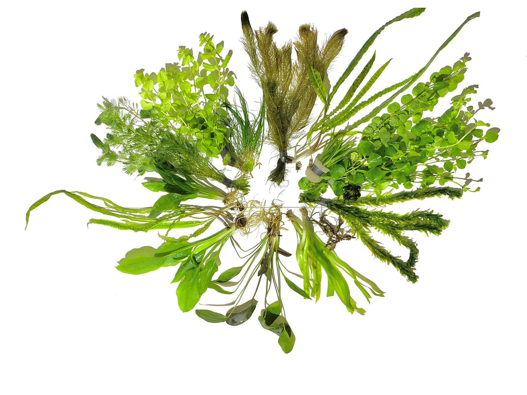 Aquatic Plants product image 5