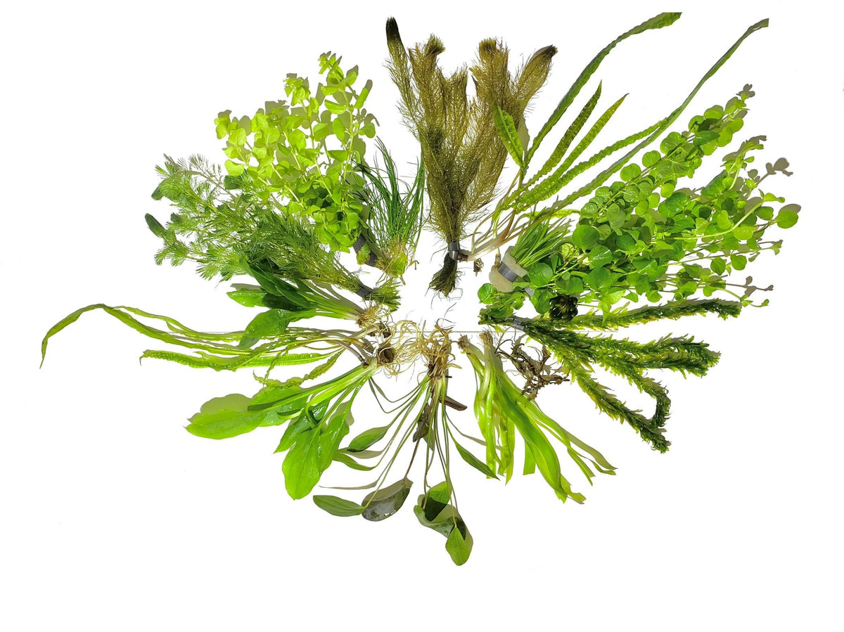 Aquatic Plants product image 5