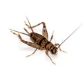 Live Feeder Cricket Pack product image 1