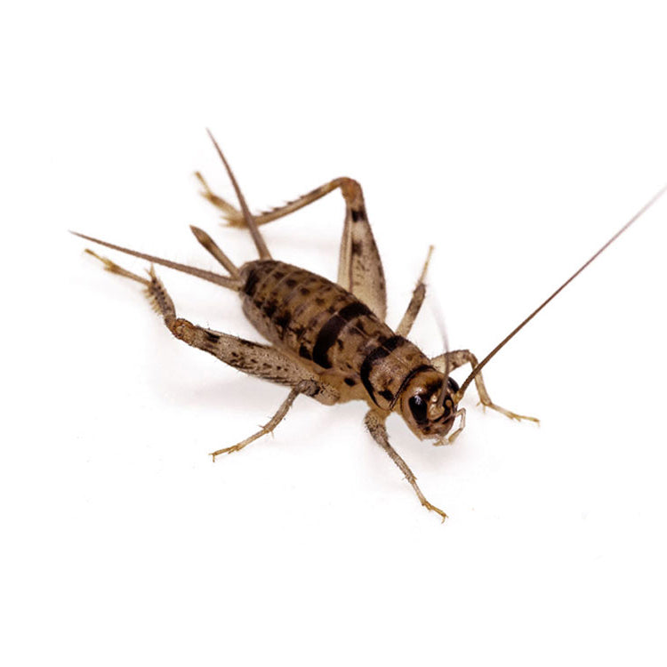Live Feeder Cricket Pack product image 1