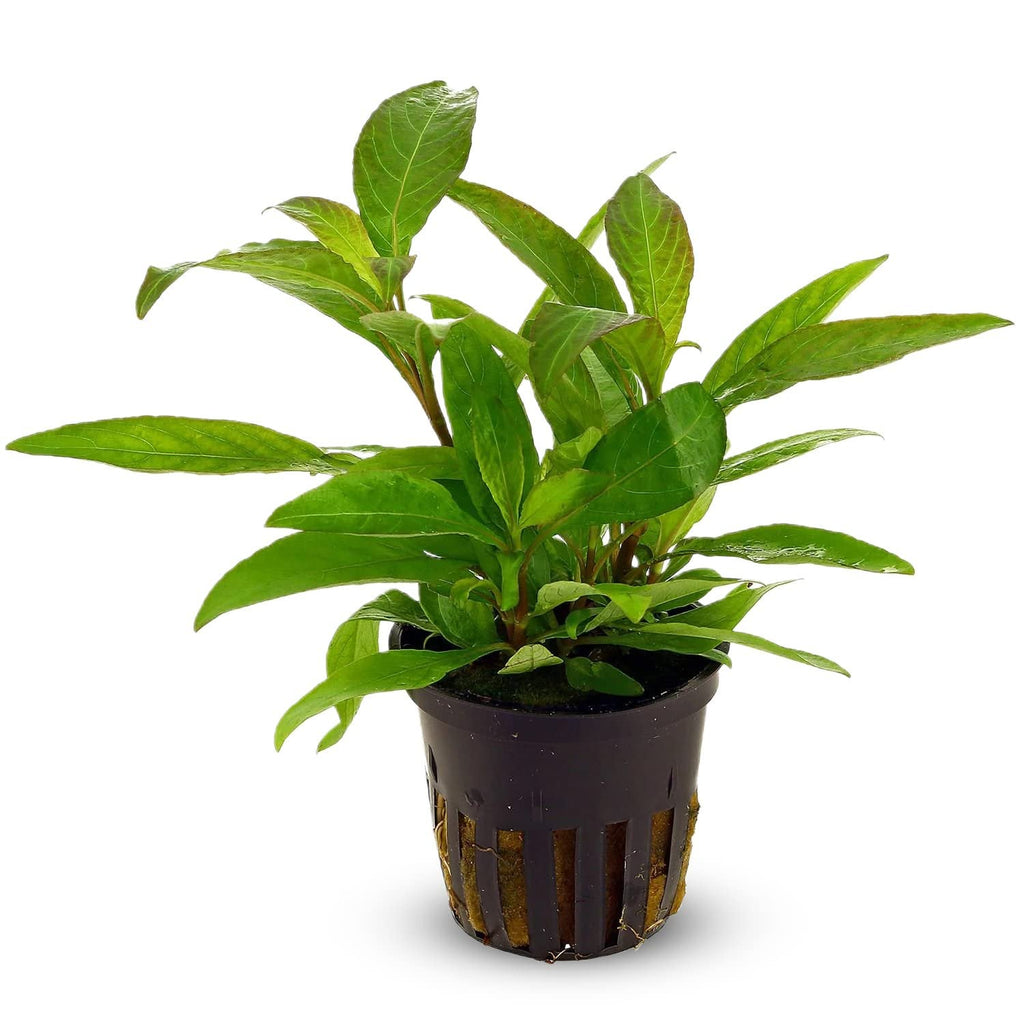 Live Aquarium Plant product image 1