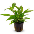 Live Aquarium Plant product image 1